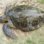 A comunidade de pescadores da Reserva Extrativista da Prainha do Canto Verde (Resex) em Beberibe, no litoral leste do Ceará, denunciam que o Instituto Chico Mendes de Conservação da Biodiversidade […]
