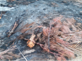 Coqueiros que foram queimados pelo ICMBio.